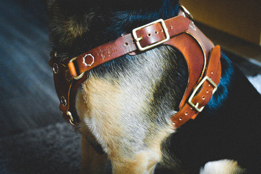 Genuine Leather dog Harness | Custom Dog Harness | Handmade Dog Harness | Adjustable Dog Harness